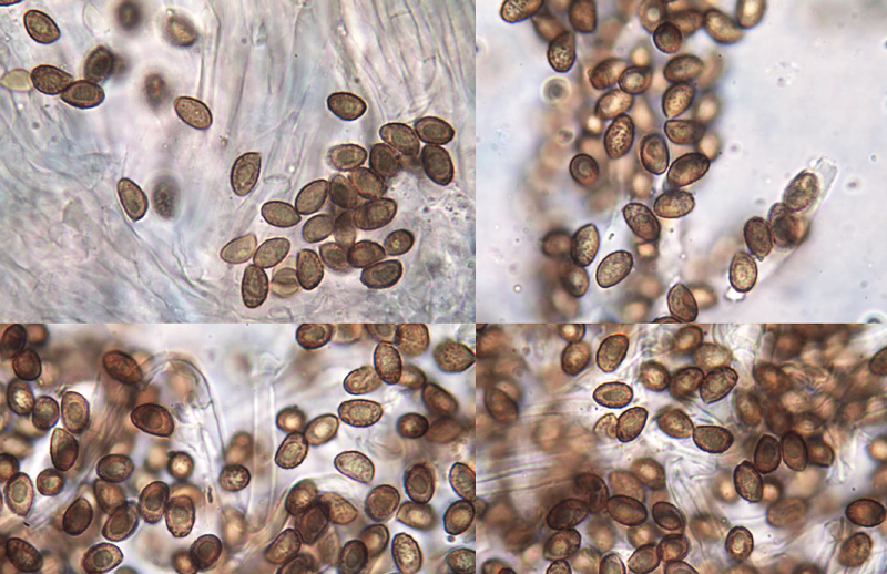 Cortinarius chevassutii